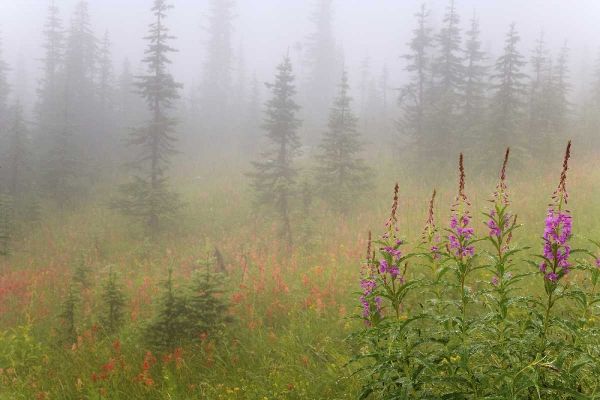 Canada, BC, Revelstoke NP Misty meadow scenic